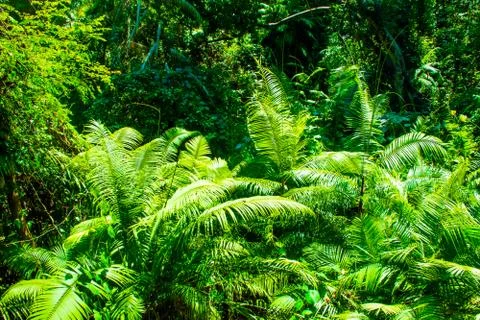 Trees in forest with roots of the monkey forest, Ubud, Bali, Indonesia 库存照片