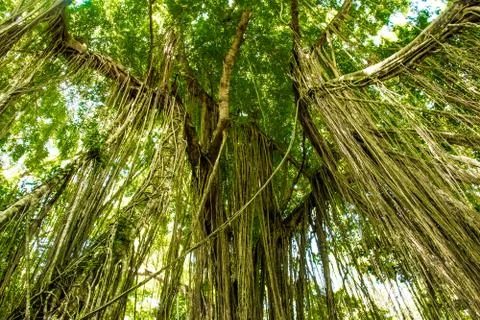 Trees in forest with roots of the monkey forest, Ubud, Bali, Indonesia Stock Photos