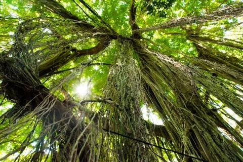 Trees in forest with roots of the monkey forest, Ubud, Bali, Indonesia Stock Photos