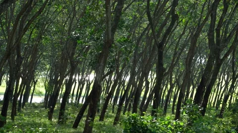 Trees in the forest. Rubber tree plantation in the wind. Beauty in nature 動画素材 152514071