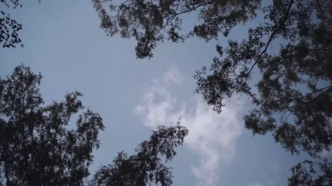 Trees in the forest of Russia Stock Footage 201356799