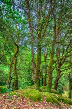 Trees in a forest in sardinia Stock Photos