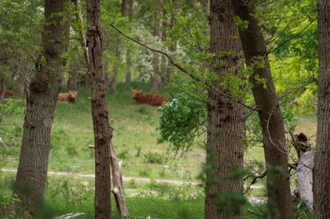 Trees in a forest with a Scottish highlander in the background resting in the gr Stock Photos