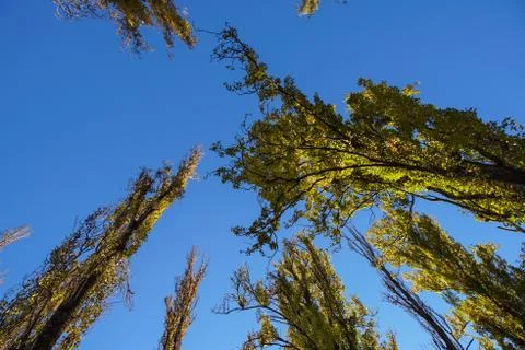 Trees in the forest seen from below. Stock Photos