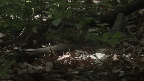 Trees in the forest. Shots from the slider Stock Footage 107928013