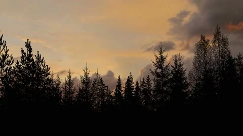 Trees Forest Silhouette Branches Environment, Video stock 234377078