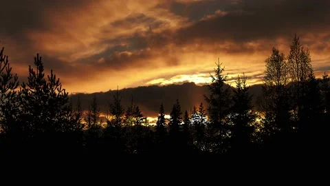Trees Forest Silhouette Branches Environment, Stock Footage 238061965