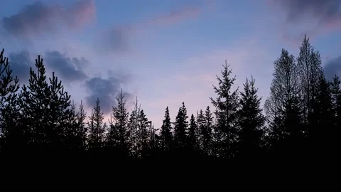 Trees Forest Silhouette Branches Environment, Stock Footage 238425445