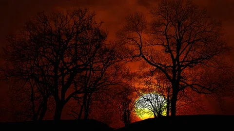 Trees Forest Silhouette Branches Nature, Stock Footage 238086595