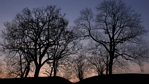 Trees Forest Silhouette Branches Nature, Stock Footage 238417618