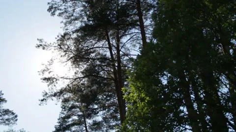 Trees in the forest with sky and sun at the background 스톡 동영상 48057582