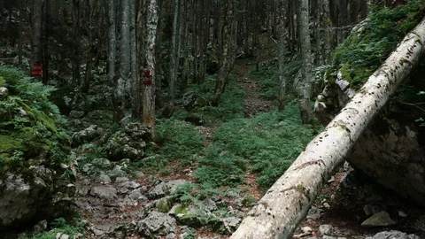 A trees in a forest in slovenia Stock Footage 128391402