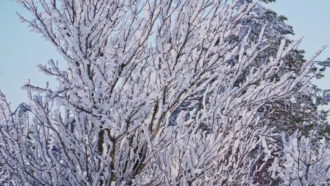 Trees in the forest in the snow Stock Footage 101686041