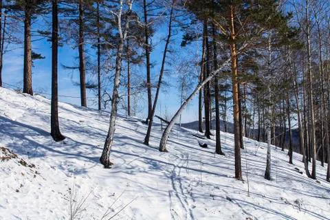 Trees in forest with snow on ground in winter, landscape photography Stock Photos