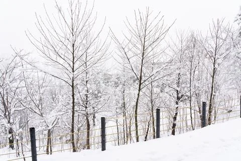 Trees in the forest in the snow Stock Photos