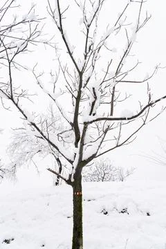 Trees in the forest in the snow Stock Photos