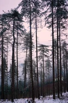 The trees in the forest with snow in winte Stock Photos