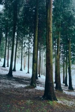 The trees in the forest with snow in winter Stock Photos