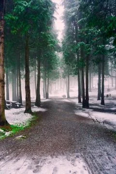 The trees in the forest with snow in winter Stock Photos