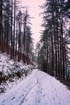 The trees in the forest with snow in winter Stock Photos
