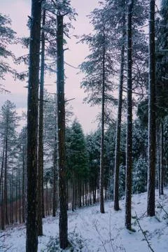 The trees in the forest with snow in winter Stock Photos