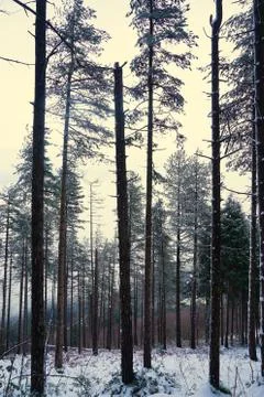 The trees in the forest with snow in winter Stock Photos