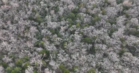 Trees in a Forest Some Green Some Bare Drone Aerial View Milam County Texas USA 動画素材 335793513