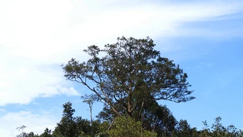 Trees in a forest in South India 库存影片 118436345