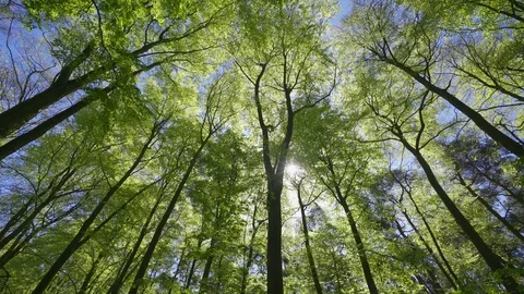 Trees in the forest in spring Stock Footage 129908128