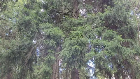 Trees in the forest in spring Video stock 187140081