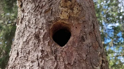 Trees in the forest in spring. Hollow in a tree Video stock 187087617