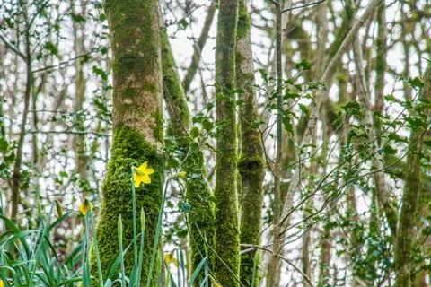 Trees in the forest in spring. Stock Photos