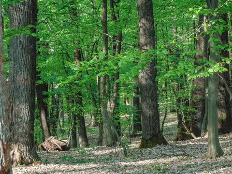 Trees in the forest in spring Fotos de archivo