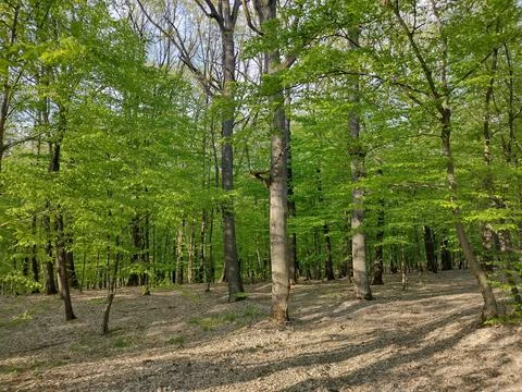 Trees in the forest in spring Stockfoto's