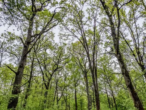 Trees in the forest in spring - Romania Stock Photos