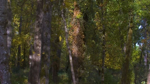 Trees in a Forest at the Start of Fall with Leaves Beginning to Fall Stock Footage 97725518