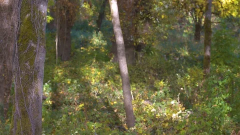 Trees in a Forest at the Start of Fall with Leaves Beginning to Fall Stock Footage 97921701