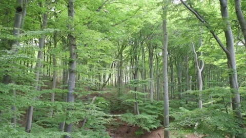 Trees in the forest at Stevns Klint Denmark Stock Footage 331439752