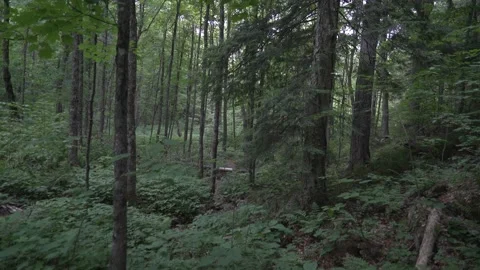 Trees, forest, still Stock Footage 171340179