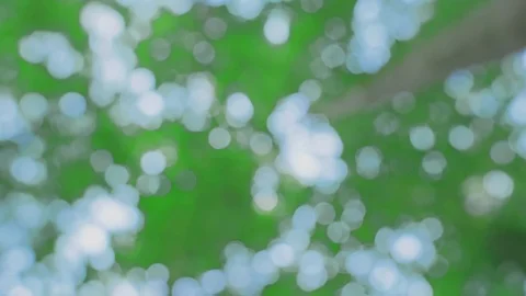 Trees in forest stretch towards the sky Stock Footage 100819534