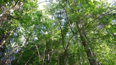 Trees in the forest in summer bottom up view Foto stock