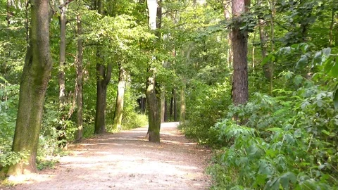 Trees  in forest on summer day Stockbeeldmateriaal 73196977
