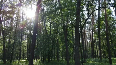 Trees in the forest by summer day Stock Footage 155930406