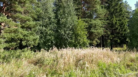 Trees in the forest on a summer day Stock Footage 251855757