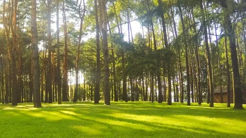 Trees in forest in summer day timelapse Stock Footage 81607063
