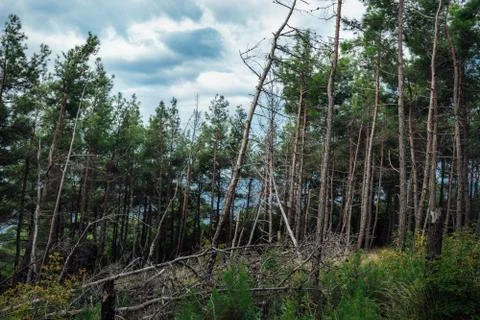 Trees in the forest in summer Stock Photos