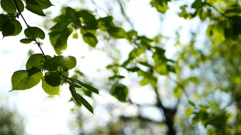 Trees in the forest. Summer sunny day in a city park. Stock Footage 119165663
