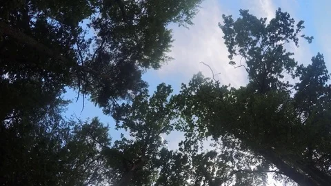 Trees In the forest In Summer Timelapse Vidéo 79815469