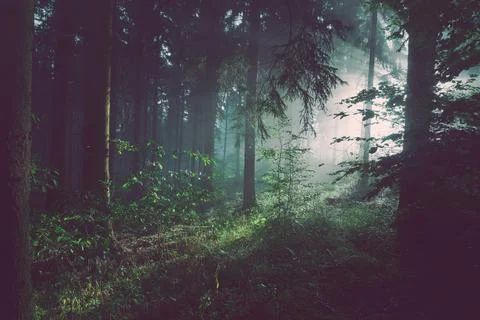 Trees on Forest with Sun Rays Stock Photos