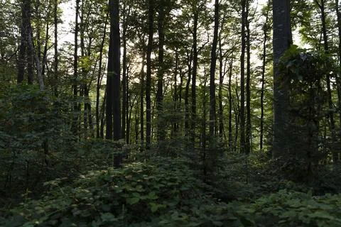 Trees in the forest with sun setting in the distance Stock Photos